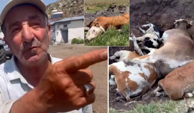 Yetkililer buna ne diyecek? Şap hastalığının vurduğu Ardahan’da vatandaştan olay sözler