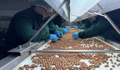 124 ülke fındık için sıraya girdi! Türkiye’ye para yağdırdılar